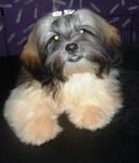 PF4533 - Shih Tzu Dog