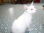 Upin - Domestic Short Hair Cat