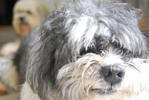 Junior - Shih Tzu Dog