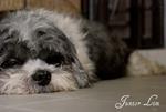 Junior - Shih Tzu Dog