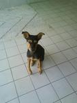 Goofy - Miniature Pinscher Mix Dog