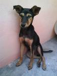 Goofy - Miniature Pinscher Mix Dog