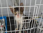 Pari Juniour Aka Pj - Domestic Short Hair Cat