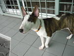 Tigger - Bull Terrier Dog