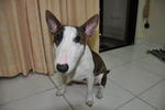 Tigger - Bull Terrier Dog