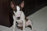 Tigger - Bull Terrier Dog