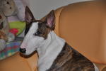 Tigger - Bull Terrier Dog