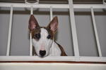 Tigger - Bull Terrier Dog