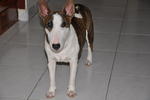 Tigger - Bull Terrier Dog