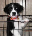 Panda - Golden Retriever Mix Dog