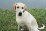 Daxiong - Labrador Retriever Dog