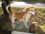 Chanelle - Beagle Mix Dog