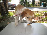 Chanelle - Beagle Mix Dog