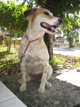 Chanelle - Beagle Mix Dog