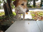 Chanelle - Beagle Mix Dog