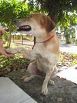 Chanelle - Beagle Mix Dog