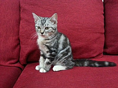 Hachiko - American Shorthair Cat