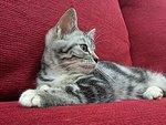 Hachiko - American Shorthair Cat