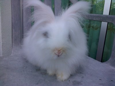 Snow - Angora Rabbit Rabbit