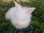 Snow - Angora Rabbit Rabbit