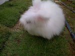 Snow - Angora Rabbit Rabbit