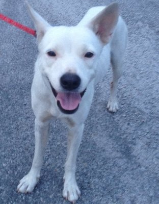 Snowy - Mixed Breed Dog