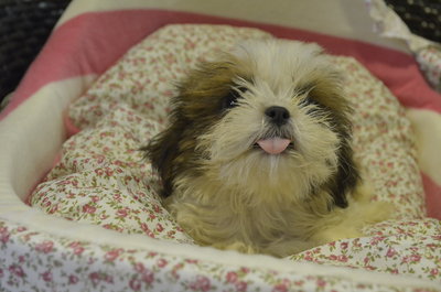 Shih Tzu - Thick Coat And Small Siz - Shih Tzu Dog