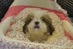 Shih Tzu - Thick Coat And Small Siz - Shih Tzu Dog