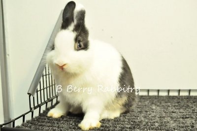 Netherland Dwarf - Black Otter Vm 6 - Netherland Dwarf Rabbit