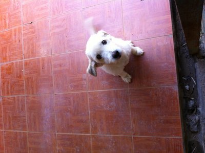 Blossom - Irish Terrier Mix Dog