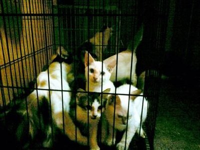 Anak2 Si Gurl2 - Silver + Abyssinian Cat