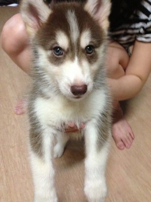 Dark Copper White Siberian Husky  - Siberian Husky Dog