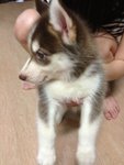 Dark Copper White Siberian Husky  - Siberian Husky Dog