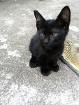 Blackie - Domestic Short Hair Cat