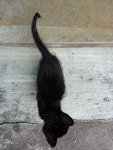 Blackie - Domestic Short Hair Cat