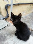 Blackie - Domestic Short Hair Cat