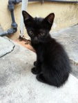 Blackie - Domestic Short Hair Cat