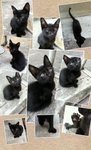 Blackie - Domestic Short Hair Cat