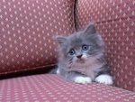 Grey With White Stockings - Persian + Maine Coon Cat