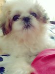 Kikiyomi - Shih Tzu Dog