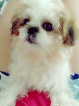 Kikiyomi - Shih Tzu Dog