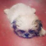 Kikiyomi - Shih Tzu Dog