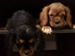 Hiro - Cavalier King Charles Spaniel Dog