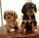 Hiro - Cavalier King Charles Spaniel Dog