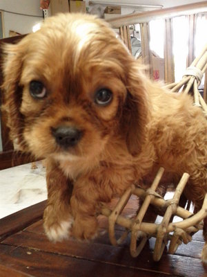 Hiro - Cavalier King Charles Spaniel Dog