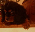 Hiro - Cavalier King Charles Spaniel Dog