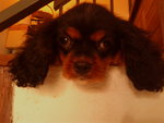 Hiro - Cavalier King Charles Spaniel Dog