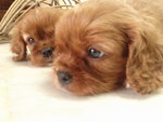 Hiro - Cavalier King Charles Spaniel Dog