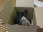 BonBon in box