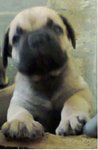 PF45092 - Bullmastiff Dog